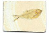 Detailed Fossil Fish (Diplomystus) - Wyoming #367560-1